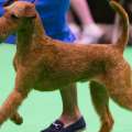 Crufts-3